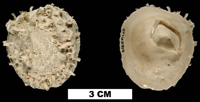 Crucibulum spinosum from the Early Pleistocene Caloosahatchee Fm. of Glades County, Florida (UF 162919).