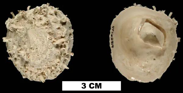 Crucibulum spinosum