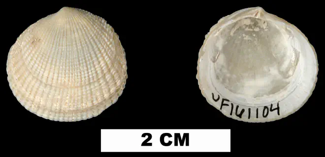 Ctena orbiculata from the Middle Pleistocene Bermont Fm. of Palm Beach County, Florida (UF 161104).
