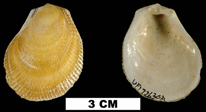 Ctenoides floridana from the Late Pliocene Tamiami Fm. (Pinecrest Beds) of Sarasota County, Florida (UF 172630).