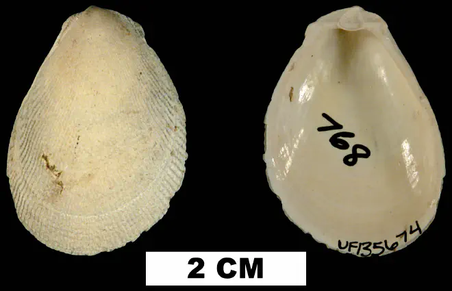 Ctenoides mitis from either the Early Pleistocene Caloosahatchee Fm. or Middle Pleistocene Bermont Fm. of Glades County, Florida (UF 135674).