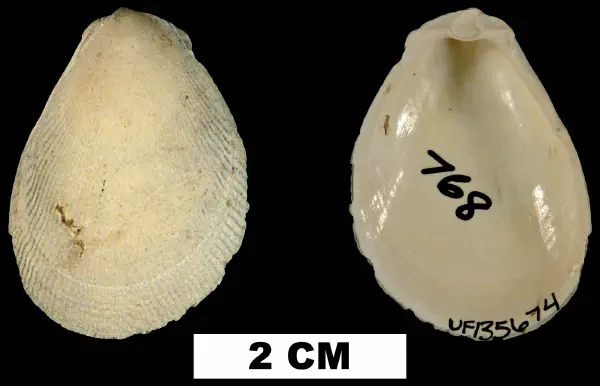 Ctenoides mitis