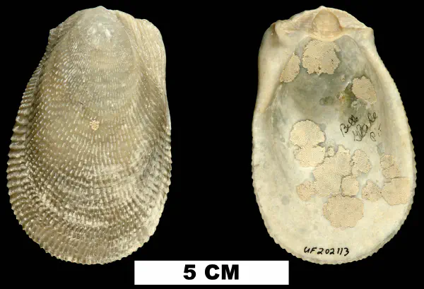 Ctenoides scaber