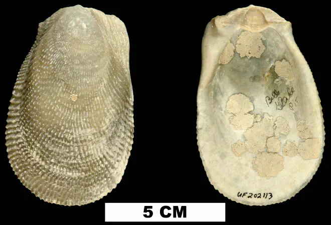 Ctenoides scaber from the Middle Pleistocene Bermont Fm. of Palm Beach County, Florida (UF 202113).