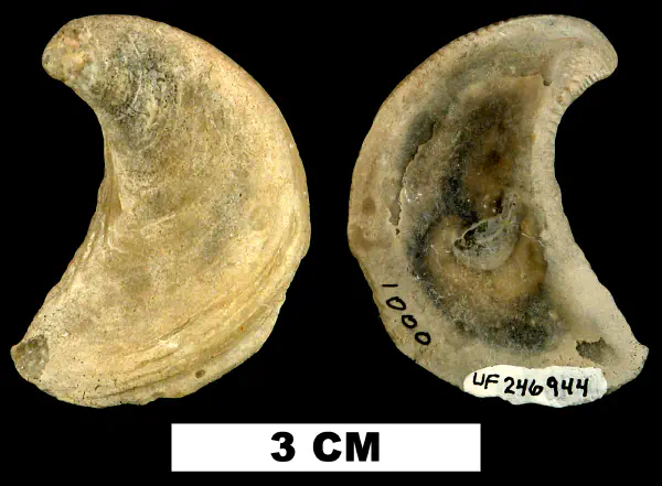 Cubitostrea coxi