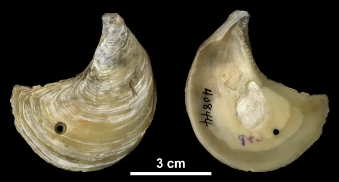 Ostrea coxi right valve from the Pliocene (formation unknown) of Sarasota County, Florida (PRI 40844).