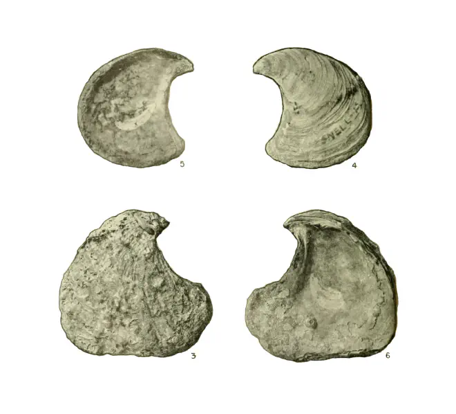 Specimen of Ostrea coxi figured by Gardner (1945, pl. 5, fig. 3-6).