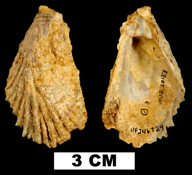 Cubitostrea rugifera from the Early Miocene Chipola Fm. of Liberty County, Florida (UF 246729).