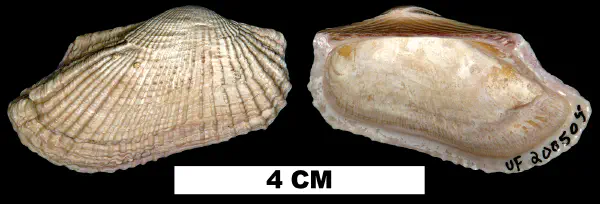 Cucullaearca candida