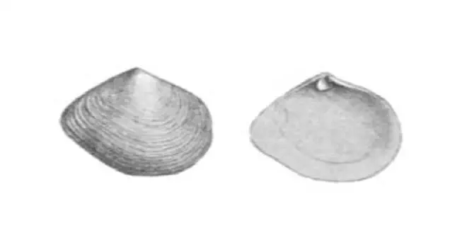 Specimen of Cumingia tellinoides figured by Conrad (1838, pl. 15, fig. 4).