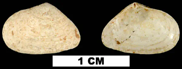 Cumingia sinuosa