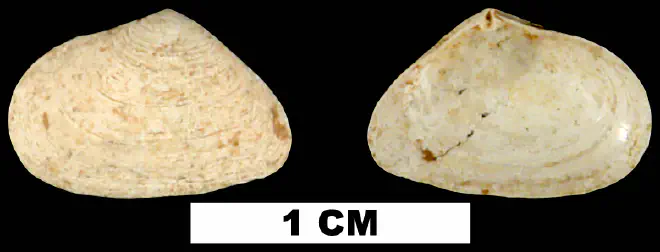 Cumingia tellinoides from the Middle Pleistocene Bermont Fm. of Glades County, Florida (UF 55647).