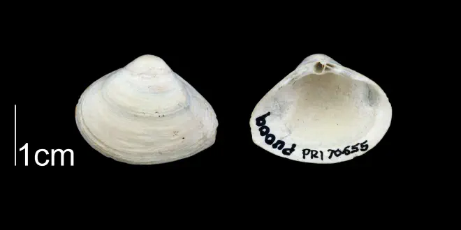 Cumingia vanhyningi from the Plio-Pleistocene Nashua Fm. of Putnam County, Florida (PRI 70655).