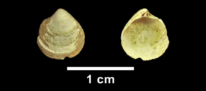 Cyclinella tenuis from the Late Pliocene Yorktown Fm. of Isle of Wight County, Virginia (SDSM 113500).