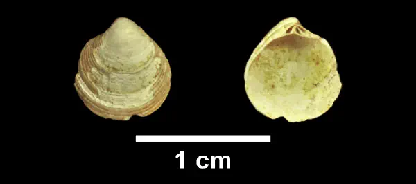 Cyclinella tenuis