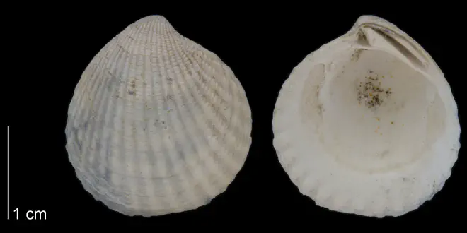 Cyclocardia granulata from the Early Pleistocene James City Fm. of Beaufort County, North Carolina (PRI 70471).
