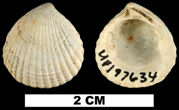Cyclocardia granulata