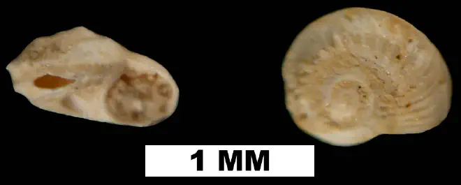 Cyclostremiscus bartschi from the Late Pliocene Jackson Bluff Fm. of Leon County, Florida (UF 78108).