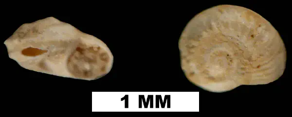 Cyclostremiscus bartschi