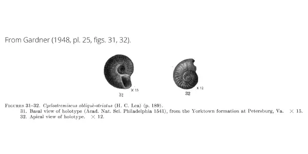 Cyclostremiscus obliquestriatus