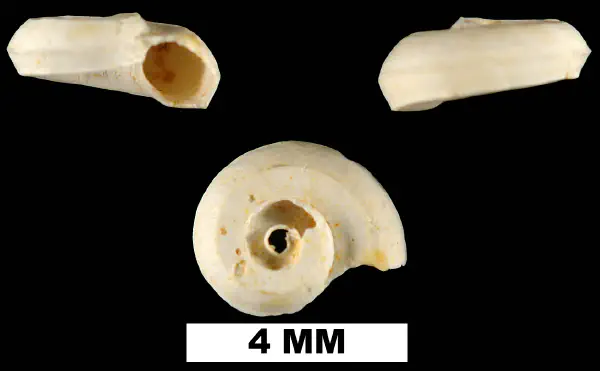 Cyclostremiscus pentagonus