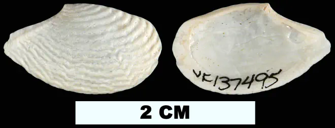 Cymatoica marcottae from the Late Pliocene Tamiami Fm. (Pinecrest Beds) or Early Pleistocene Caloosahatchee Fm. of Okeechobee County, Florida (UF 137495).
