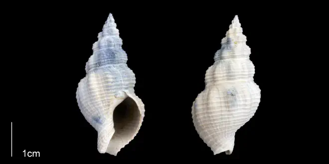 Cymatophos lindae from the Late Pliocene Tamiami Fm. (Pinecrest Beds) of Sarasota County, Florida (PRI 70114).