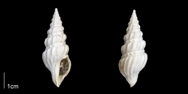 Cymatosyrinx aclinica from the Late Pliocene Tamiami Fm. (Pinecrest Beds) of Sarasota County, Florida (PRI 70275).