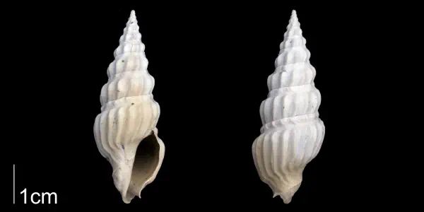 Cymatosyrinx aclinica