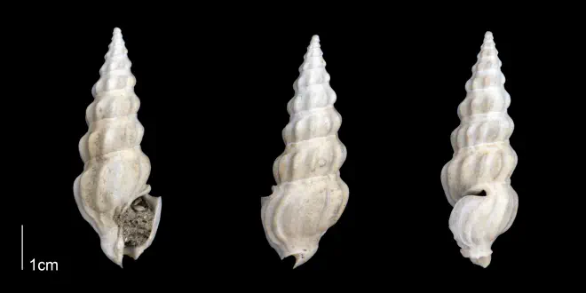 Cymatosyrinx lunata from the Late Pliocene Tamiami Fm. (Pinecrest Beds) of Sarasota County, Florida (PRI 70276).