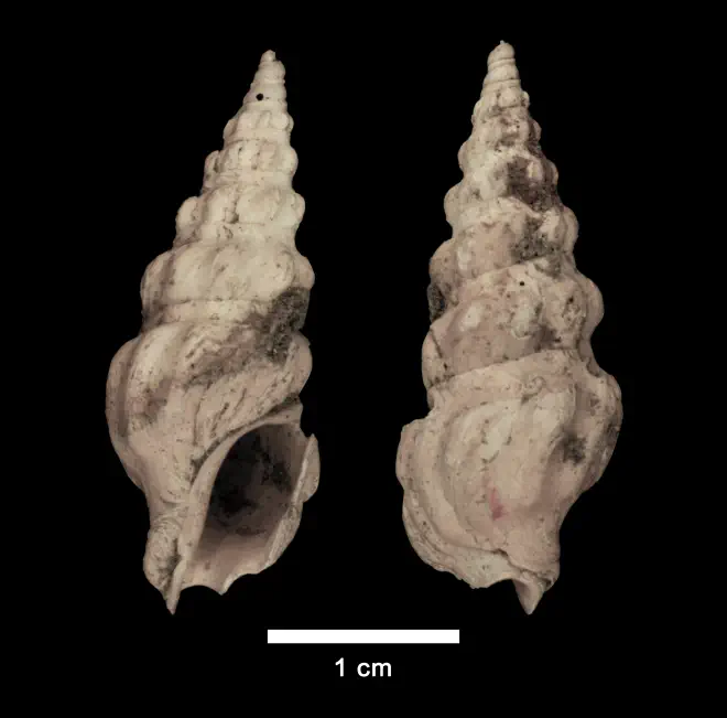 Cymatosyrinx lunata from the Late Pliocene Yorktown Formation of Isle of Wight County, Virginia (SDSM 112642).