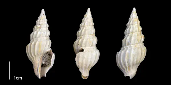 Cymatosyrinx lunata