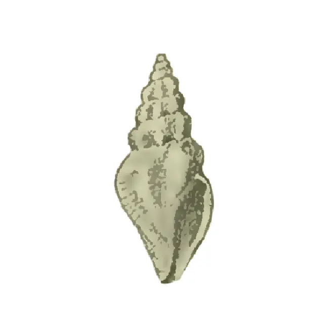 Specimen of Cytharella isabellae figured by Maury (1910, pl. 3, fig. 3); 5 mm in length.