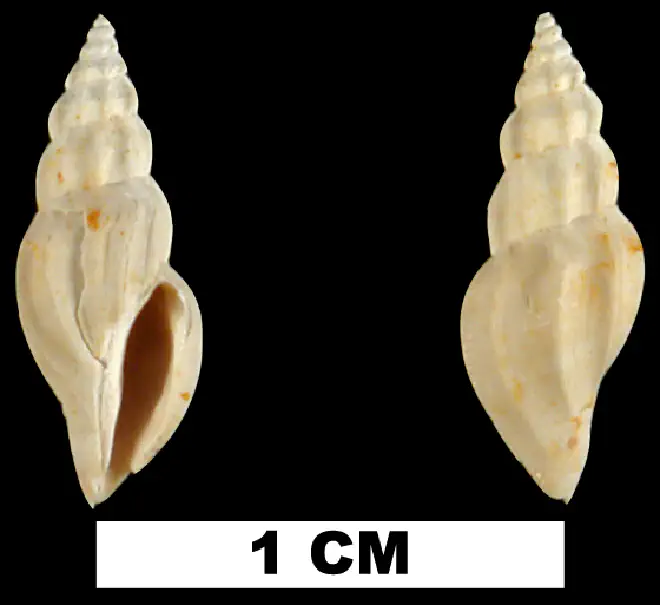 Cytharella isabellae from the Early Miocene Chipola Fm. of Calhoun County, Florida (UF 119983).