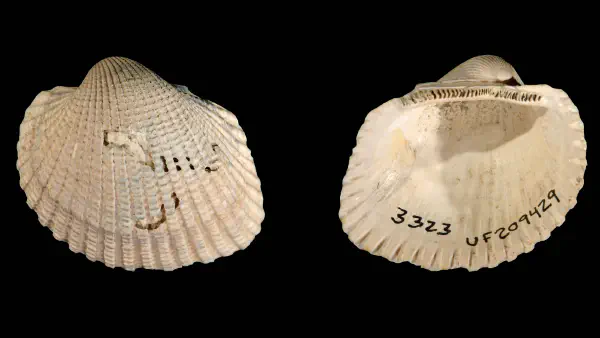 Dallarca idonea alumensis