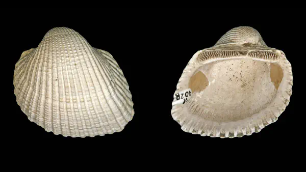 Dallarca idonea