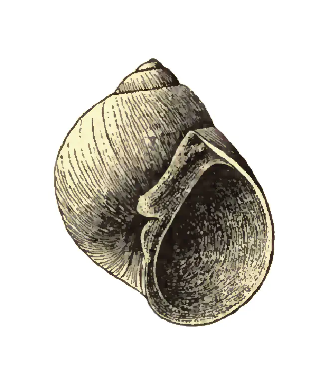 Specimen of Dallitesta coensis figured by Dall (1903, pl. 60, fig. 19); 34.0 mm in length.
