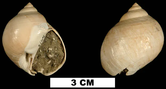Dallitesta coensis from the Late Pliocene Jackson Bluff Fm. of Leon County, Florida (UF 115538).