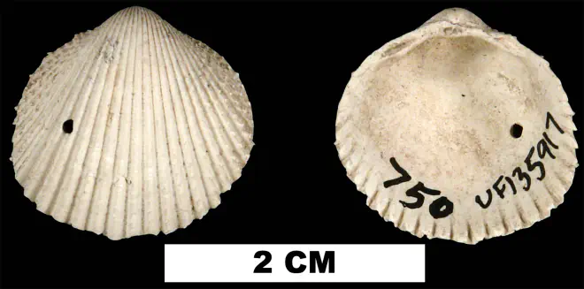 Dallocardia muricata from the Middle Pleistocene Bermont Fm. of Palm Beach County, Florida (UF 135917).