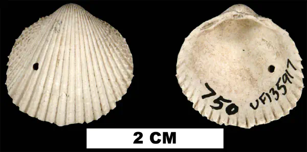 Dallocardia muricata
