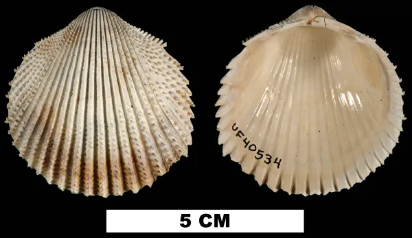 Dallocardia oedalia