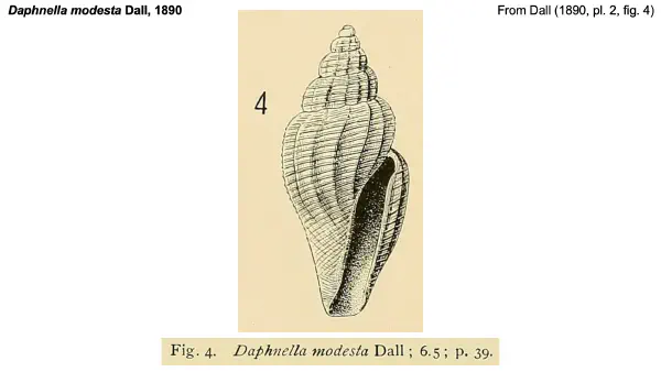 Daphnella modesta