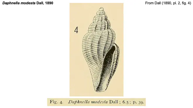 Illustration of Daphnella modesta from Dall (1890).