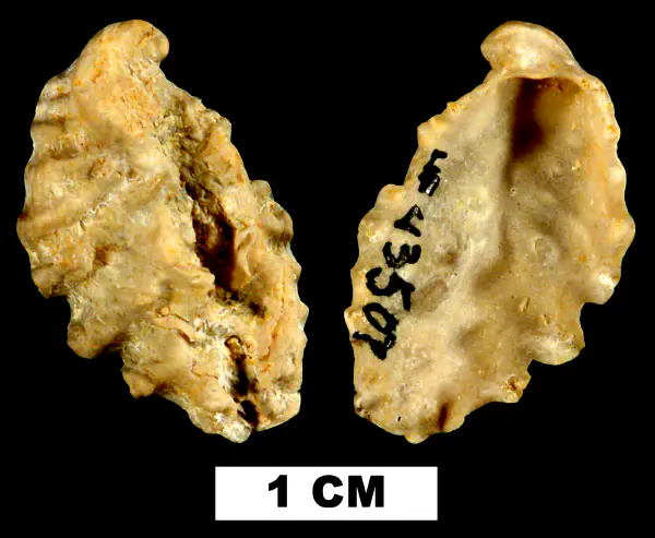 Dendostrea frondicula
