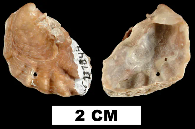Dendostrea frons from the Late Pliocene Tamiami Fm. (Pinecrest Beds) of Sarasota County, Florida (UF 237844).