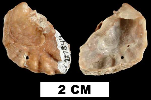 Dendostrea frons