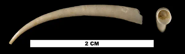 Dentalium chipolanum