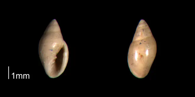 Dentimargo polyspira from the Late Pliocene Tamiami Fm. (Pinecrest Beds) of Sarasota County, Florida (PRI 70526).