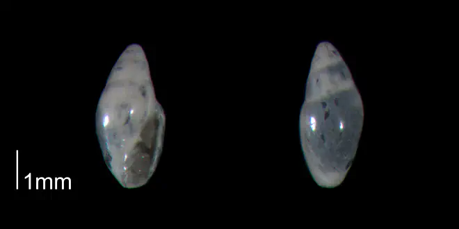 Dentimargo polyspira from the Late Pliocene Tamiami Fm. (Pinecrest Beds) of Sarasota County, Florida (PRI 70438).