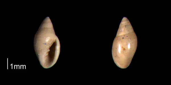 Dentimargo polyspira